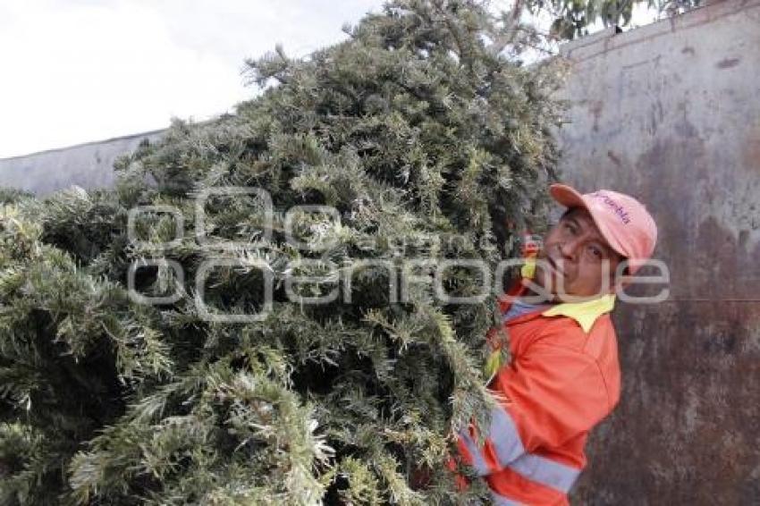 RECICLAJE DE ÁRBOLES DE NAVIDAD