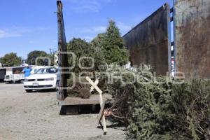 RECICLAJE ÁRBOLES NAVIDEÑOS