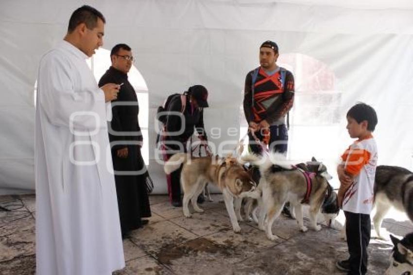 BENDICIÓN DE MASCOTAS