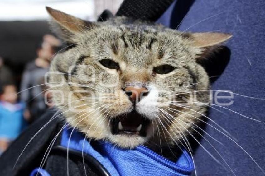 BENDICIÓN DE MASCOTAS