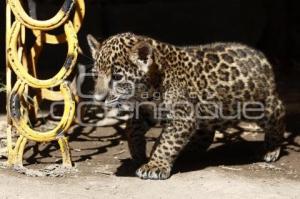 NACE CACHORRO DE JAGUAR . PARQUE LORO