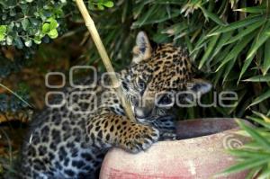 NACE CACHORRO DE JAGUAR . PARQUE LORO