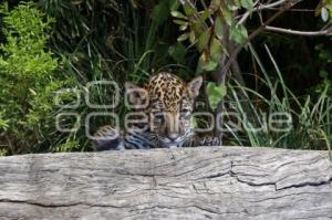 NACE CACHORRO DE JAGUAR . PARQUE LORO