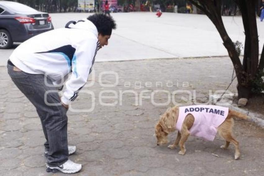 ADOPCIÓN DE MASCOTAS