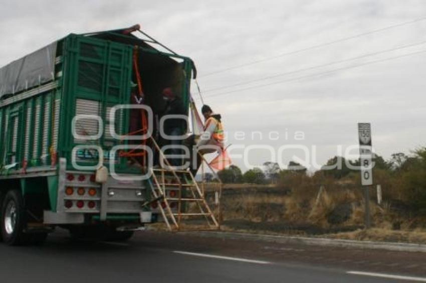 PEREGRINOS EN LA AUTOPISTA