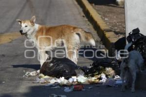 PERROS CALLEJEROS