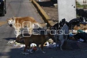 PERROS CALLEJEROS