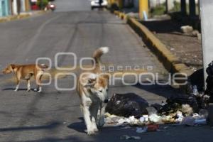 PERROS CALLEJEROS