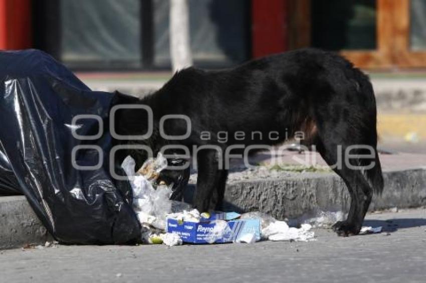 PERROS CALLEJEROS