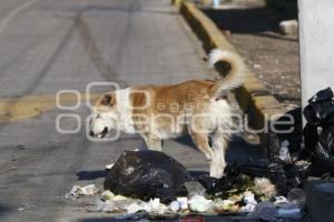 PERROS CALLEJEROS