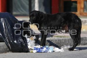 PERROS CALLEJEROS