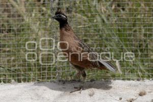 CONSERVACIÓN DE LA CODORNIZ MASCARITA