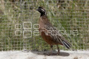 CONSERVACIÓN DE LA CODORNIZ MASCARITA