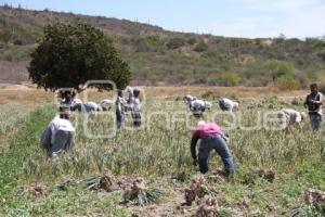 COSECHA DE AJO . TEHUACAN