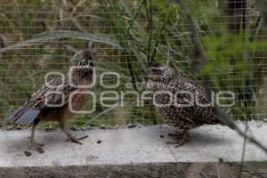 CONSERVACIÓN DE LA CODORNIZ MASCARITA