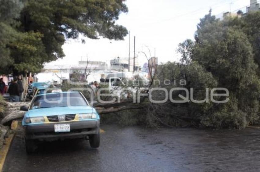 CAE ÁRBOL EN TEXMELUCAN
