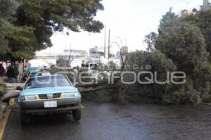 CAE ÁRBOL EN TEXMELUCAN