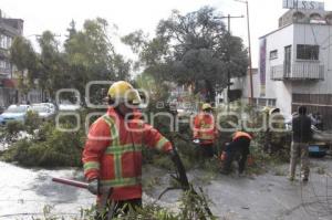 CAE ÁRBOL EN TEXMELUCAN