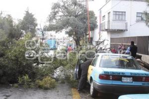 CAE ÁRBOL EN TEXMELUCAN