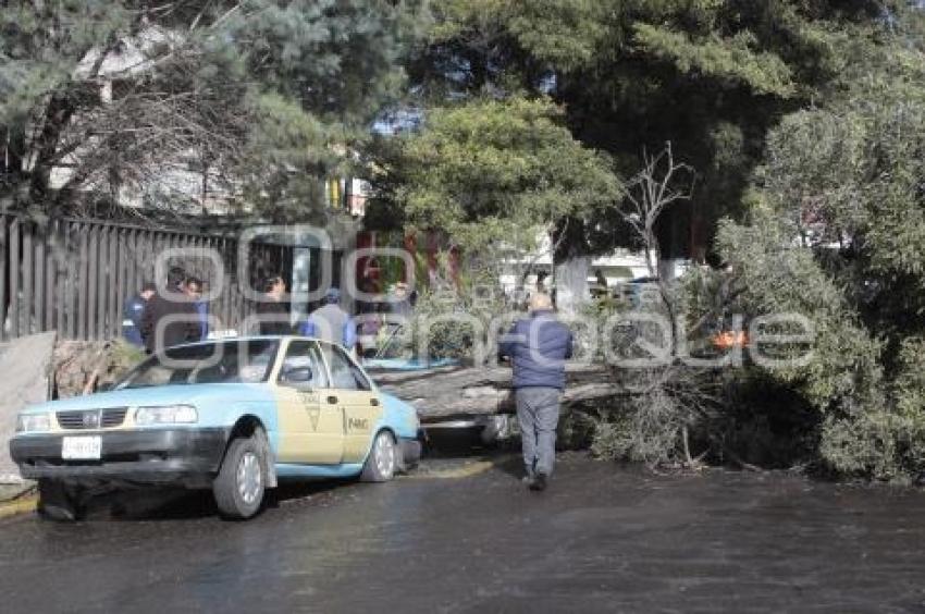 CAE ÁRBOL EN TEXMELUCAN