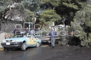 CAE ÁRBOL EN TEXMELUCAN