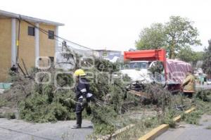 CAÍDA DE ÁRBOLES EN TEXMELUCAN