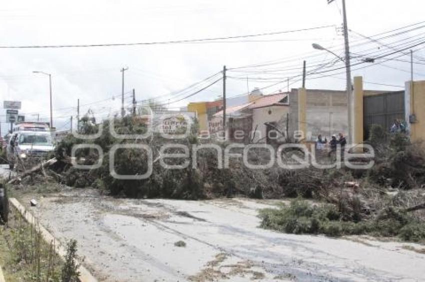 CAÍDA DE ÁRBOLES EN TEXMELUCAN