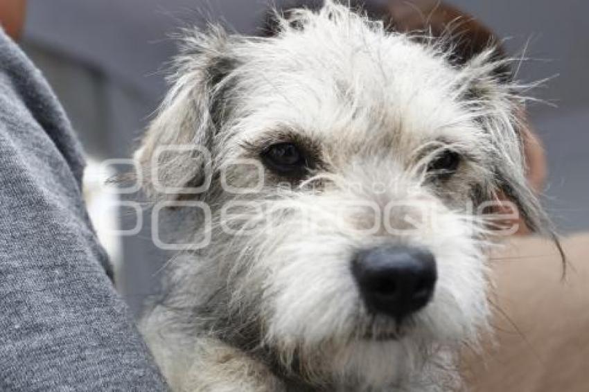 ESTERILIZACIÓN DE MASCOTAS