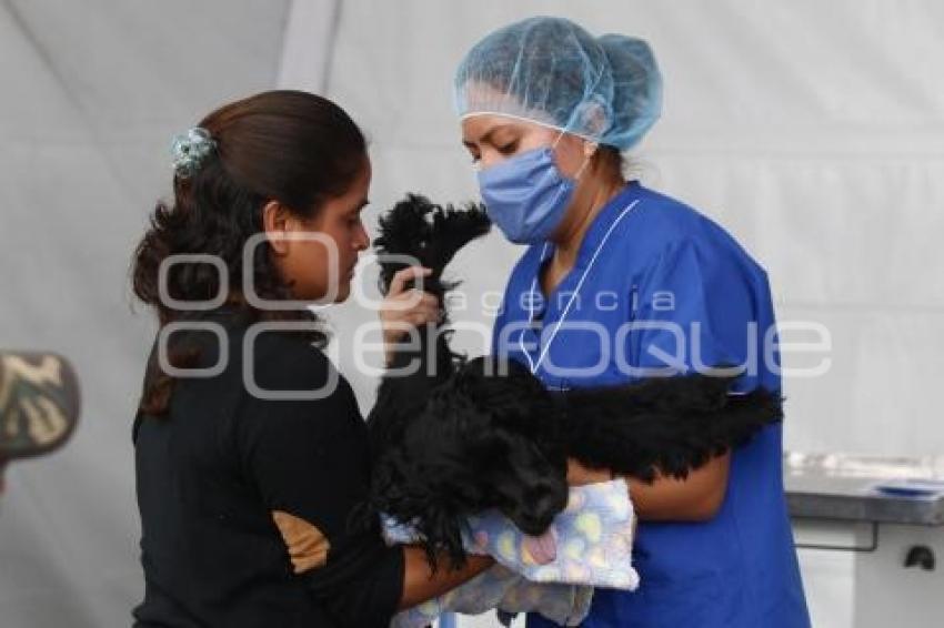 ESTERILIZACIÓN DE MASCOTAS