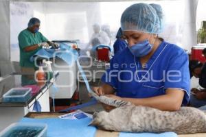 ESTERILIZACIÓN DE MASCOTAS