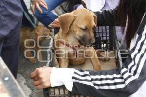 ESTERILIZACIÓN DE MASCOTAS