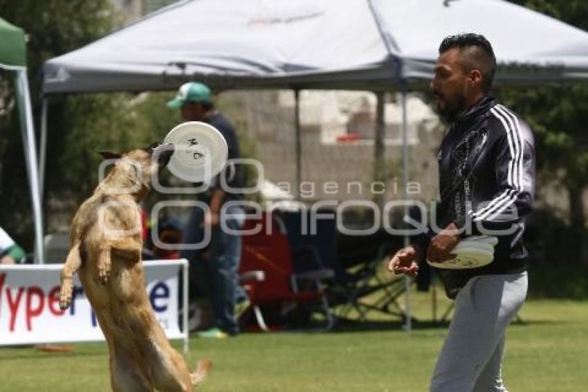 DOGATHON SKYHOUNDS . MASCOTAS