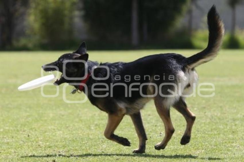 DOGATHON SKYHOUNDS . MASCOTAS