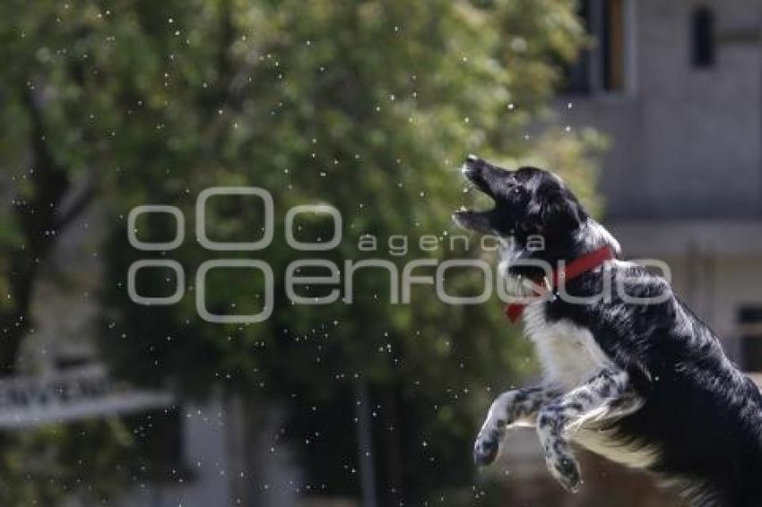 DOGATHON SKYHOUNDS . MASCOTAS