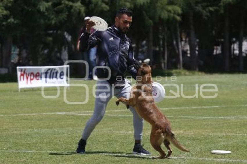 DOGATHON SKYHOUNDS . MASCOTAS