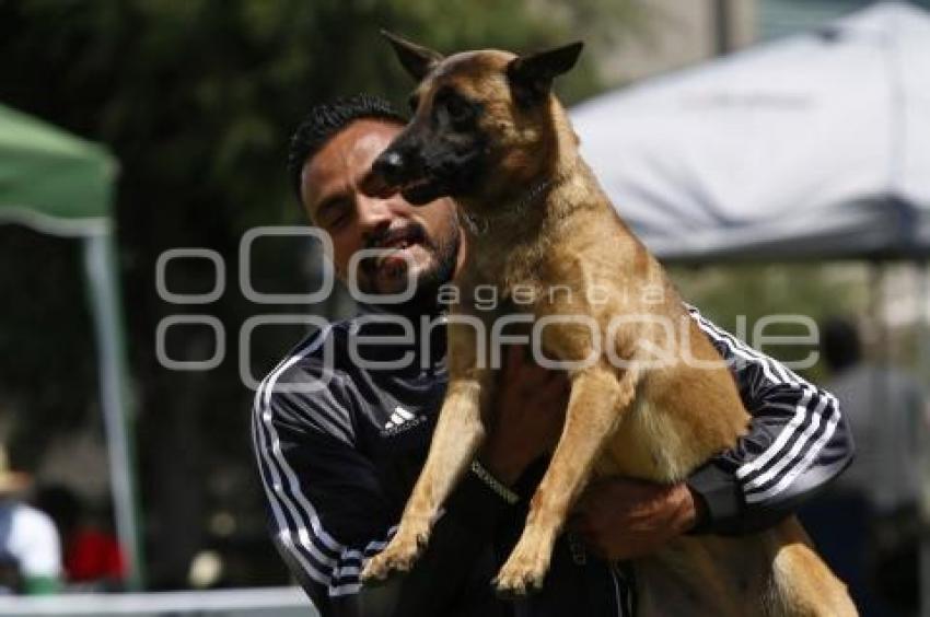 DOGATHON SKYHOUNDS . MASCOTAS