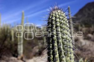 RESERVA BIOSFERA TEHUACÁN - CUICATLÁN