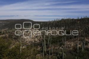 RESERVA BIOSFERA TEHUACÁN - CUICATLÁN