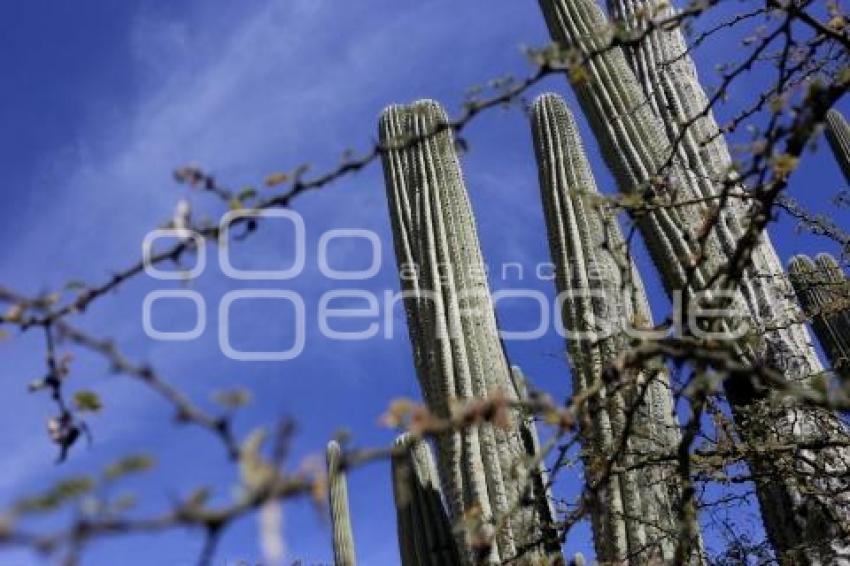 RESERVA BIOSFERA TEHUACÁN - CUICATLÁN