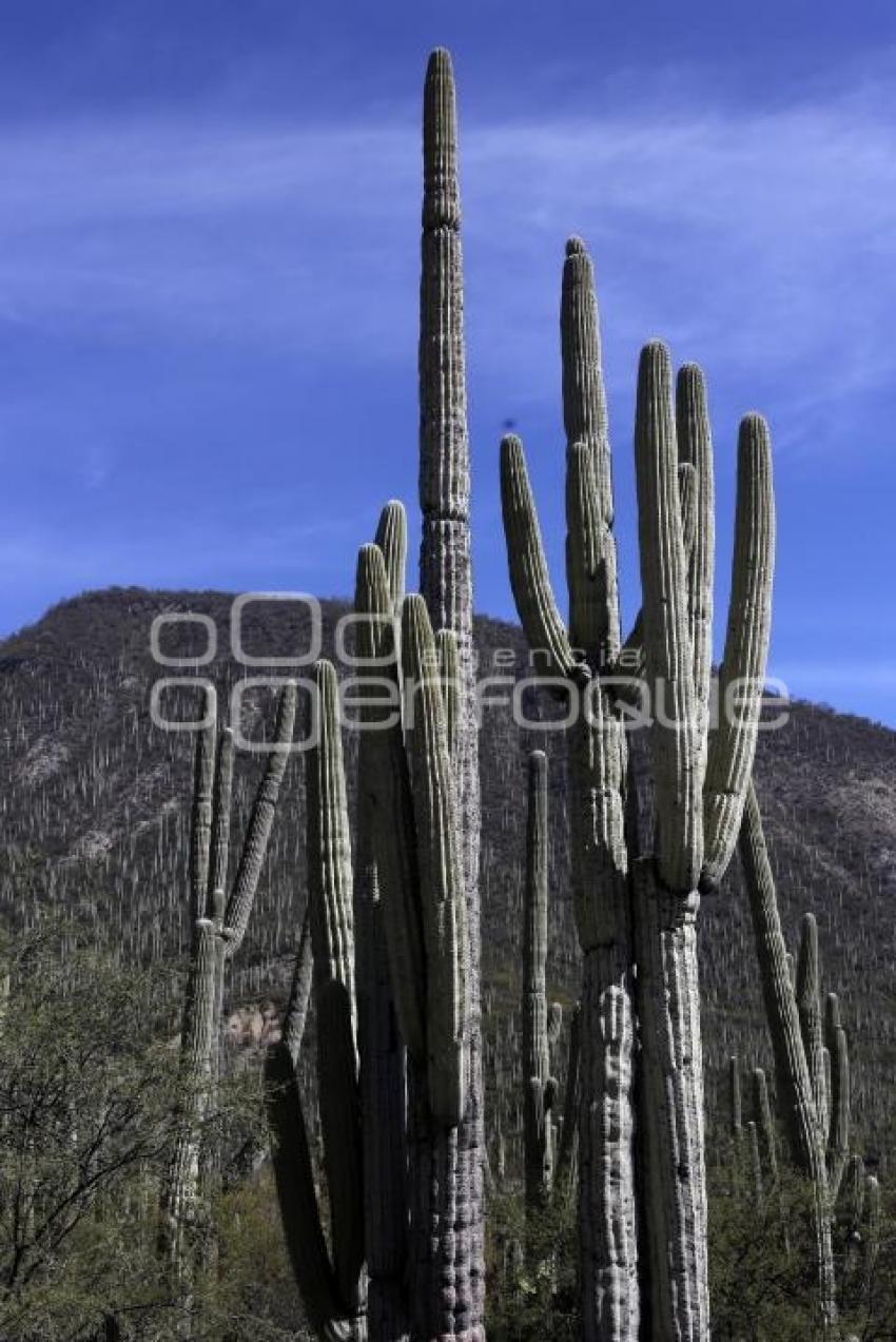 RESERVA BIOSFERA TEHUACÁN - CUICATLÁN