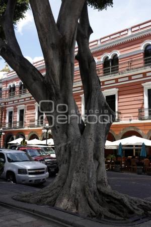 ZOCALO . ARBOTRON