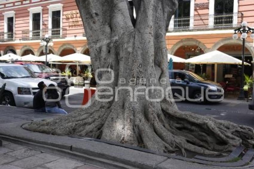 ZOCALO . ARBOTRON