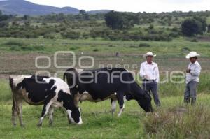 VACAS