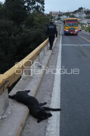 ATROPELLADO ÁNGELES BARRANCA HONDA