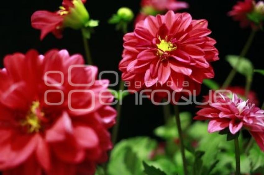 TURISMO . EXPO FLORES ATLIXCO