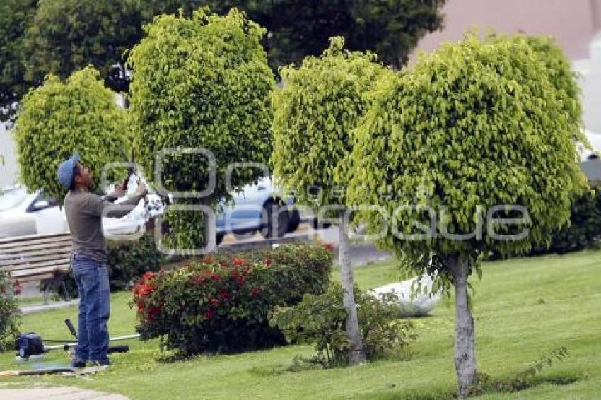 DÍA DEL ARBOL