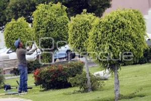 DÍA DEL ARBOL