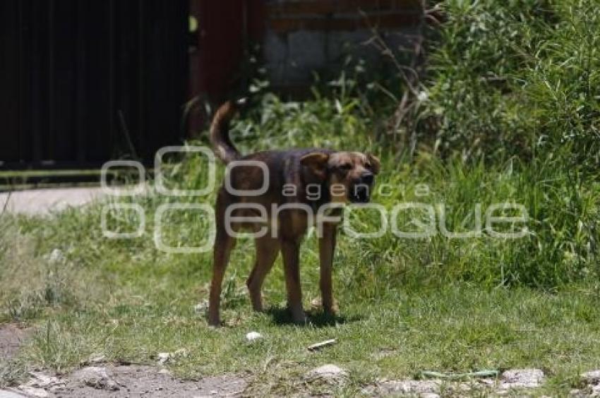 PERROS CALLEJEROS