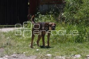 PERROS CALLEJEROS