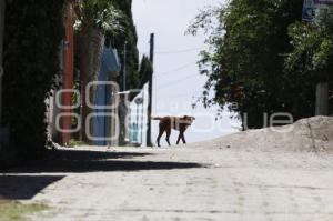 PERROS CALLEJEROS